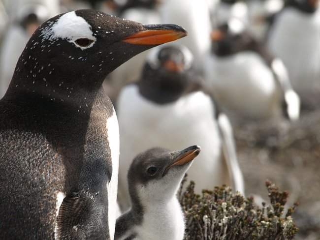 ../../Pictures/241209/029 Gentoo.JPG